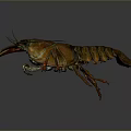 Orange Brown Marine Lobster With Detailed Texture Displaying Claws And Body