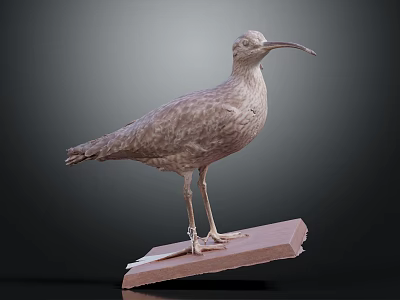 Grayish Brown Bird with Long Beak Standing on Wooden Plank and Dark Background 3d model