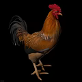 Vibrant Rooster With Red Comb Yellow Beak And Brown Black Feathers