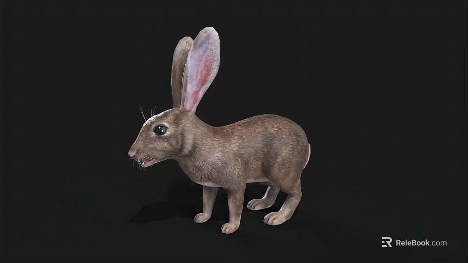 Detailed Realistic Brown Rabbit With Long Ears Standing On Black Background 3d model 