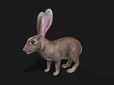 Detailed Realistic Brown Rabbit With Long Ears Standing On Black Background 3d model