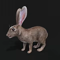 Detailed Realistic Brown Rabbit With Long Ears Standing On Black Background