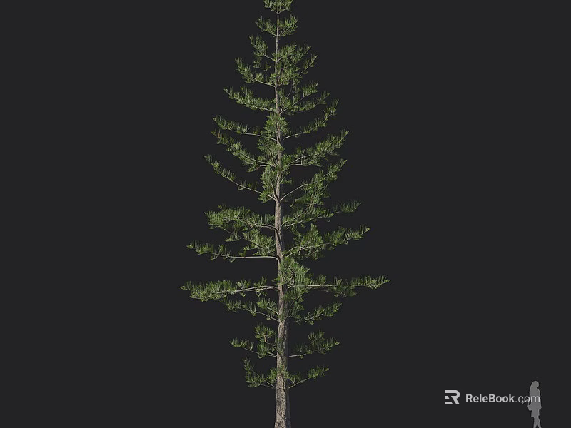 Tall Pine Tree Isolated on Black Background With Small Human Figure for Size Reference 3d model 