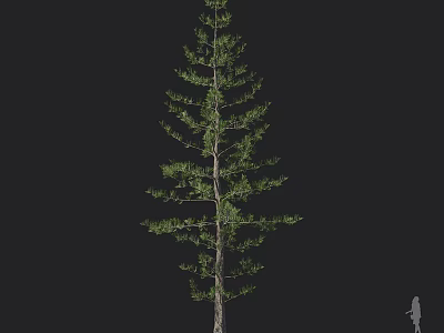 Tall Pine Tree Isolated on Black Background With Small Human Figure for Size Reference 3d model