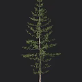 Tall Pine Tree Isolated on Black Background With Small Human Figure for Size Reference 3d model