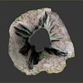 Small Green Plants Growing At The Base Of A Tree Stump On Ground