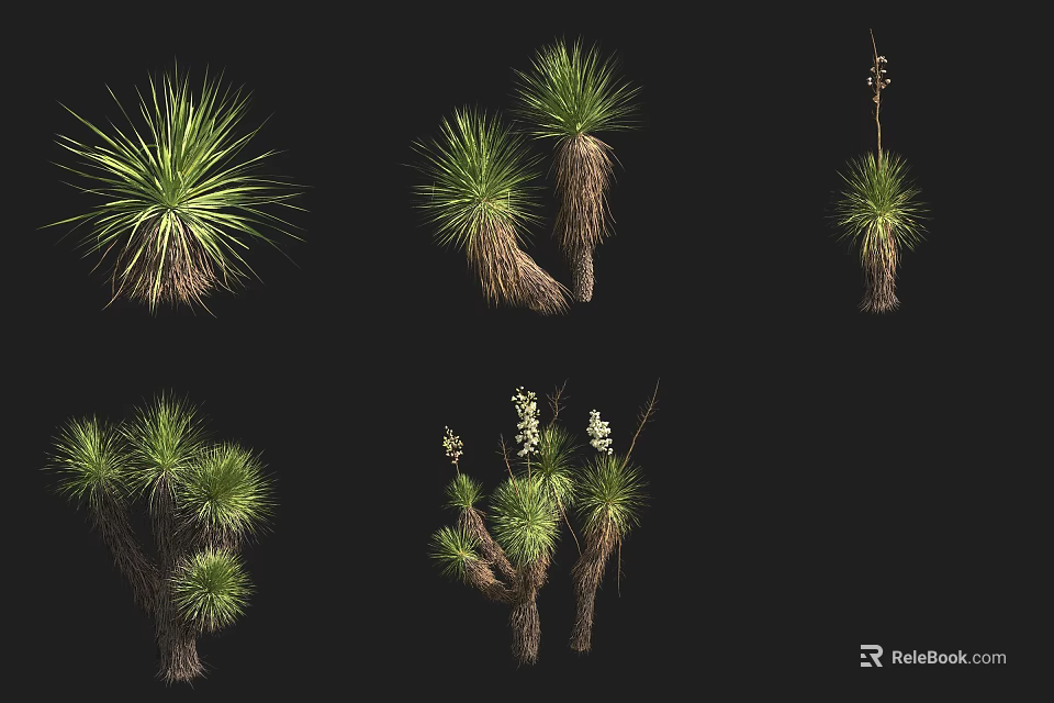 Various Types of Succulent Plants With Green Leaves and Unique Growth Forms 3d model 