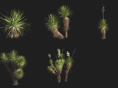 Various Types of Succulent Plants With Green Leaves and Unique Growth Forms 3d model
