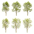 Multiple Vibrant Green Trees With Lush Leaves And Brown Trunks In Outdoor Space