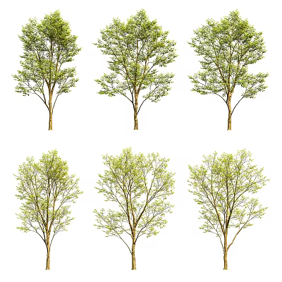 Multiple Vibrant Green Trees With Lush Leaves And Brown Trunks In Outdoor Space 3d model