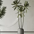 Modern Indoor Potted Plants in Gray Pots with White Wall Circular Decor and Window Blinds