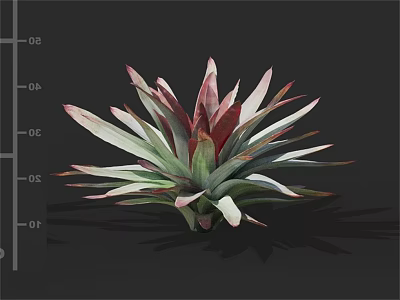 Pink And Green Radiant Succulent Plant With Fan Shaped Leaves On Dark Background 3d model