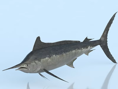 Silver Marlin Fish With Long Bill And Dorsal Fin In Blue Underwater Scene 3d model