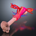 Pelvic Organs 3D Anatomical Model With Detailed Vascular Structure in Medical Illustration 3d model