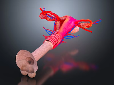 Pelvic Organs 3D Anatomical Model With Detailed Vascular Structure in Medical Illustration 3d model