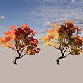 Autumn Deciduous Trees With Red Orange Yellow Leaves And Twisted Trunks