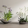 Bonsai Potted Plants with Purple and White Flowers in Black Ceramic Pots and Small Stones