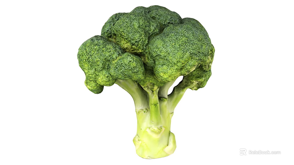 Fresh Green Broccoli Vegetable With Tight Florets And Crisp Stalk 3d model 