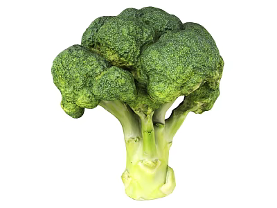 Fresh Green Broccoli Vegetable With Tight Florets And Crisp Stalk 3d model
