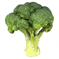 Fresh Green Broccoli Vegetable With Tight Florets And Crisp Stalk