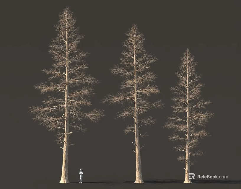 Three Tall Deciduous Trees With Slender Trunks And Human Figure For Scale 3d model 