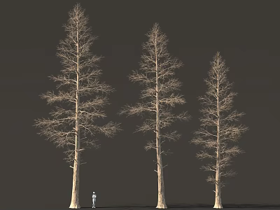 Three Tall Deciduous Trees With Slender Trunks And Human Figure For Scale 3d model