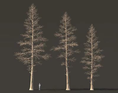 Three Tall Deciduous Trees With Slender Trunks And Human Figure For Scale 3d model