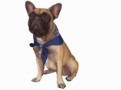 Cute French Bulldog Sitting Wearing Blue Bandana Looking Adorable 3d model