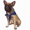 Cute French Bulldog Sitting Wearing Blue Bandana Looking Adorable