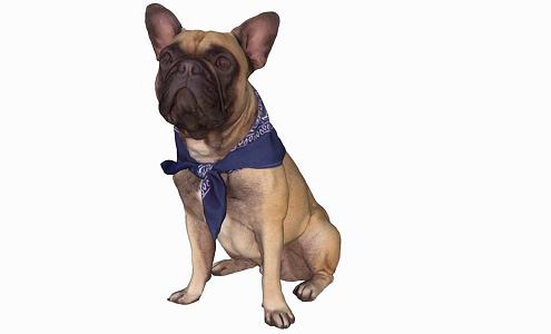 Modern Dog Animal Dog 3d model