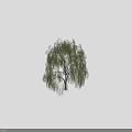 Weeping Willow Tree with Green Drooping Branches in Natural Landscape and Human Figure for Scale