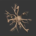 Highly Detailed 3D Rendered Medical Anatomical Neuron Model For Educational Training