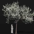 Flowering Arbor Adorned with Abundant White Blossoms and Standing Statue Detailed Close Up