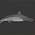 Spotting Dolphin Cartoon Dolphin Animation Dolphin Animation Dolphin Animation Character Game Character 3d model