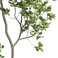 Two Lush Bonsai Trees With Green Leaves And Slender Trunks In Gray Pots