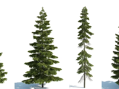 Multiple Tall Pine Trees With Green Foliage And Varied Crown Shapes 3d model