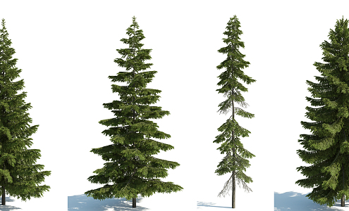 modern tree fir tree 3d model