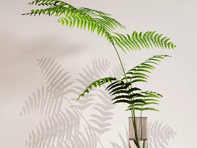 Green Fern Plant in Glass Vase with Shadow on Light Wall Background 3d model