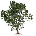 Tall Ornamental Arbor with Lush Green Foliage and Straight Trunk on White Base
