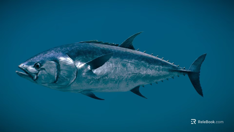 Fresh Deep Sea Tuna Fish Swimming In Blue Water For Seafood Dishes 3d model 