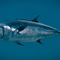 Fresh Deep Sea Tuna Fish Swimming In Blue Water For Seafood Dishes