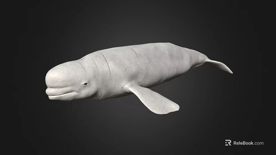 Realistic White Whale 3D Model With Smooth Surface On Black Background 3d model 