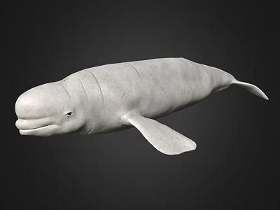 Realistic White Whale 3D Model With Smooth Surface On Black Background 3d model