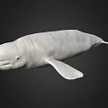 Realistic White Whale 3D Model With Smooth Surface On Black Background