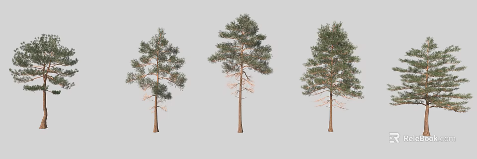 Three Tall Pine Trees With Green Needles And Straight Trunks 3d model 