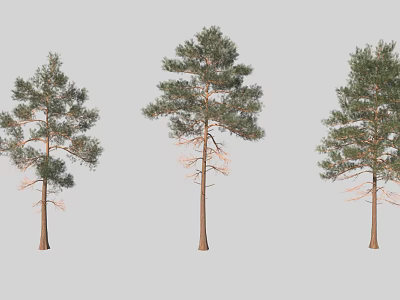 Three Tall Pine Trees With Green Needles And Straight Trunks 3d model