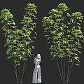 Green Trees With Slender Trunks Lush Leaves And White Human Statue