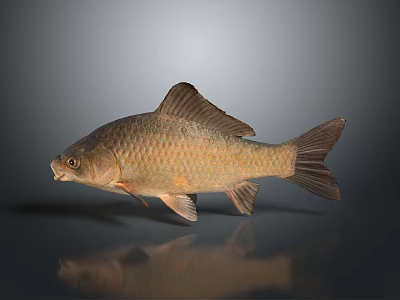 Brown Carp Fish With Scales Fins And Tail On Dark Background With Reflection 3d model