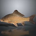 Brown Carp Fish With Scales Fins And Tail On Dark Background With Reflection
