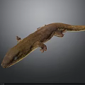 Brown Gecko With Long Body Visible Eyes And Small Limbs On Gray Gradient Background